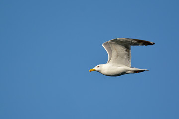 Yellow-legged Gull (Larus michahellis), Crete, Greece