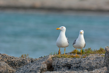 Obraz premium Yellow-legged Gull (Larus michahellis), Crete, Greece