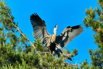 Great bird gray European heron with chicks in the nest