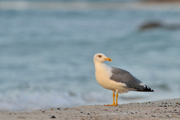 Fototapeta premium Yellow-legged Gull (Larus michahellis), Crete, Greece