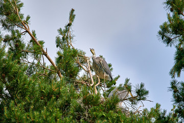 Great bird gray European heron with chicks in the nest