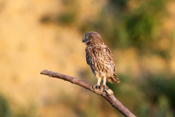 Little owl chick sitting on a thick branch in the rays of the evening sun on a beautiful blurred background