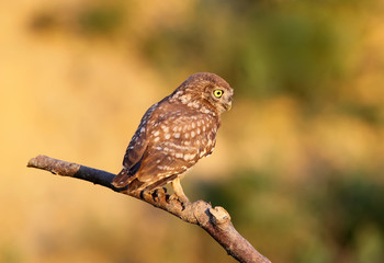 Little owl chick sitting on a thick branch in the rays of the evening sun on a beautiful blurred...