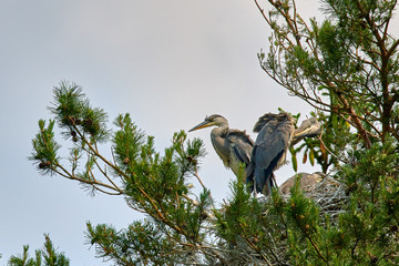 Great bird gray European heron with chicks in the nest
