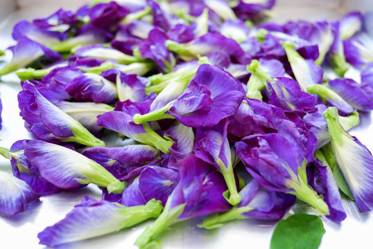 Butterfly Pea Flower For Background