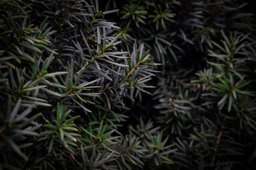 Naklejka na ściany i meble Taxus baccata close up view. Green fir branches. Yew tree, English yew. Foliage dark texture background
