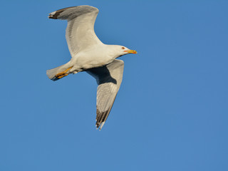Obraz premium Yellow-legged Gull (Larus michahellis), Crete, Greece