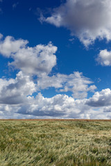 Clouds above grain fields in summertime.