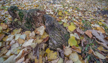 Stump covered with autumn leaves