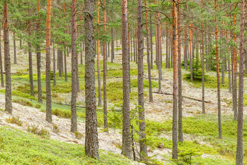 Pine woodland in the wilderness