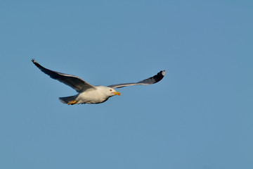 Yellow-legged Gull (Larus michahellis), Crete, Greece