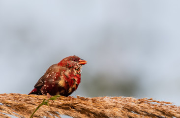Red Avadavat/Lal munia sitting on tree perch