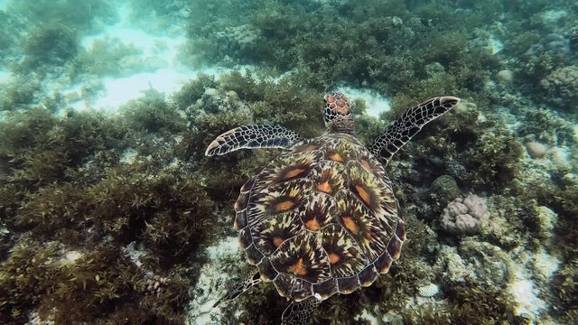 A huge, colorful green sea turtle swims above the seabed filled with underwater plants.