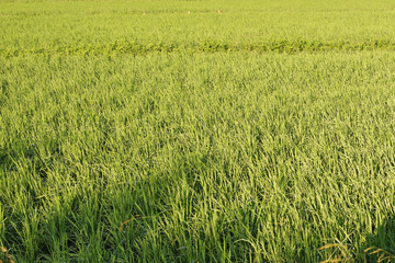 A green paddy field in India, Green grass in the summer meadow in the sunshine