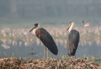 Woolly necked stork sitting near river bank