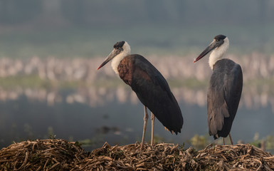Woolly necked stork sitting near river bank