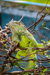 Iguana