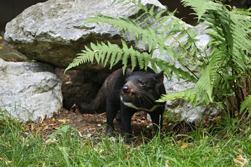 Tasmanian devil. Amazing creature pose in beautiful light. Fantastic scene with danger animal. Very...