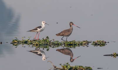 Black winged bird in the water body with clear reflection 