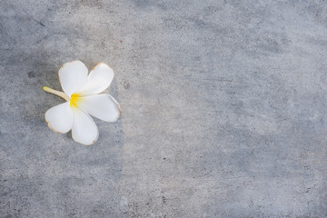Plumeria flower fall on the floor