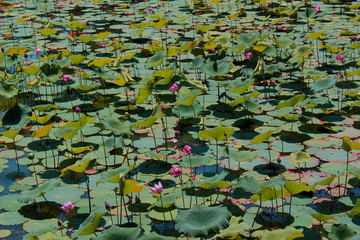 lotus flowers on lake all over green and pink blossom