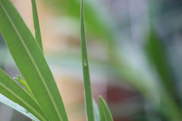 Leaf on green background