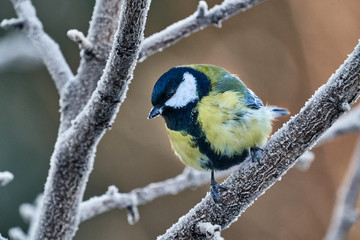 Bird - Great Tit ( Parus major ) sitting on a branch of a tree. Close-up..