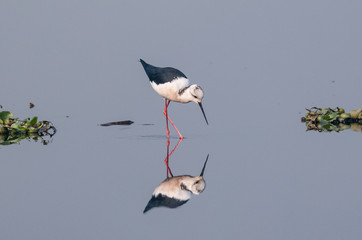 Black winged bird in the water body with clear reflection 