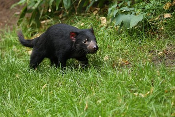 Tasmanian devil. Amazing creature pose in beautiful light. Fantastic scene with danger animal. Very rare and unique animal. Sarcophilus harrisii.