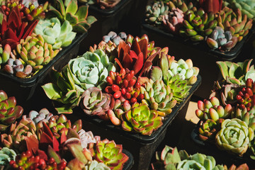 mini succulent plants - small succulent pot plant -