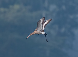 Ruff bird at surajpur bird sanctuary