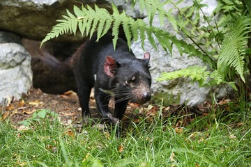 Tasmanian devil. Amazing creature pose in beautiful light. Fantastic scene with danger animal. Very rare and unique animal. Sarcophilus harrisii.