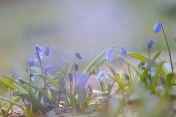Blausterne mystische Blumen