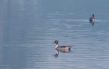 Migratory birds of winter in water body