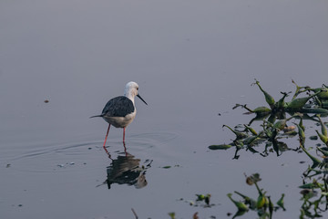 Black winged bird in the water body with clear reflection 