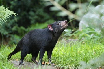 Tasmanian devil. Amazing creature pose in beautiful light. Fantastic scene with danger animal. Very rare and unique animal. Sarcophilus harrisii. - obrazy, fototapety, plakaty