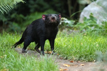 Tasmanian devil. Amazing creature pose in beautiful light. Fantastic scene with danger animal. Very...