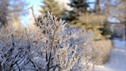 bushes in hoarfrost on a frosty winter day