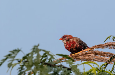 Red Avadavat/Lal Munia bird sitting on branch of tree