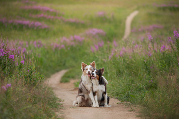 two dogs hugging together for a walk. Pets in nature. Cute border collie in a field in colors. St....