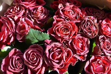 Fading bouquet of red roses in craft paper with selective focus and blurred petals on front. Wilted bunch of flower on blurred background. Dying romantic bouquet of flowers. Dried flowers 