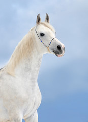 Obraz na płótnie Canvas gray dappled arabian horse portrait on blue winter sky