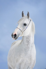 gray dappled arabian horse portrait on blue winter sky