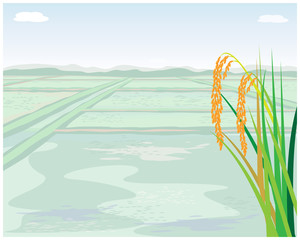 rice plant with paddy field vector design