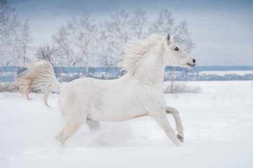 Obraz na płótnie Canvas white arabian horse runs free in winter paddock