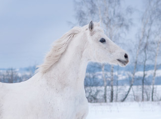 Plakat white arabian horse runs free in winter paddock portrait