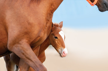 Chestnut mare and foal portrait closeup