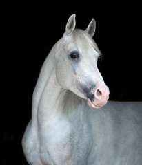 white arabian horse portrait isolated on black background