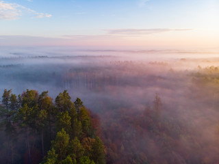 Mgła las wschód słońca drzewa jesień mgliście