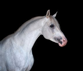 Fototapeta na wymiar white arabian horse portrait isolated on black background
